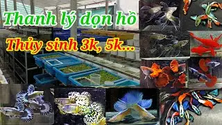 Guppy cá 7 màu #466: Cá thủy sinh 3k, 5k,... trại soạn được một số combo dọn hồ gia tot