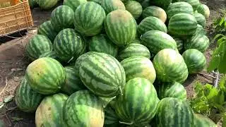 Colheita de melancia LIVERPOOL SYNGENTA 