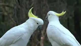Big white birds caressing each other.
