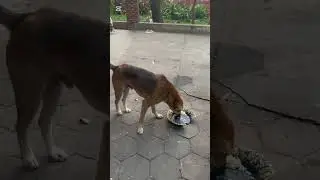 Feed my stray animals before dark till late night because we have many animals at different places 