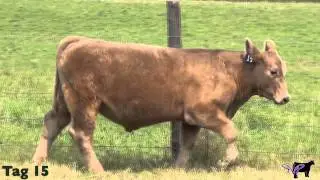 Schultz Farms-Tag 15