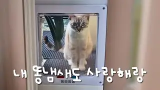 How to 100% block cat poop smell