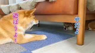 遊ぶならお姉ちゃんがいい！最近お姉ちゃんっ子の柴犬が可愛い