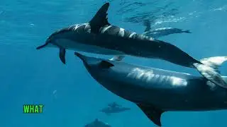 The Mystery Of Dolphin Life_Charm and Protection      #animals #animalprotection #dolpins