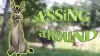 Assing Around