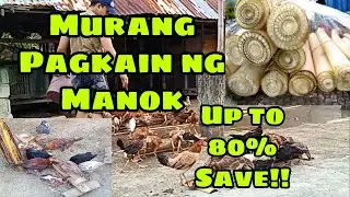 MURANG PAGKAIN NG MANOK AT PABO | TIPID TIPS SA PATUKA | FREE RANGE CHIICKEN | BACKYARD CHICKEN