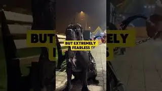 Cane Corso vs Lion 😮😮