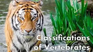 Classifications of Vertebrates
