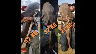 PIRARARAS GIGANTES  - PARAISO VERDE