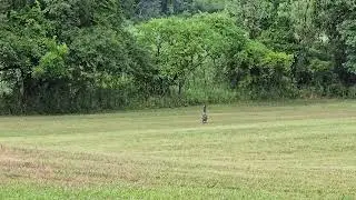 The geese are back #farmlife #homestead #michigan