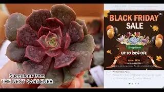 BEAUTIFUL SUCCULENT | BEAUTIFUL SUCCULENT | Succulents | suculentas