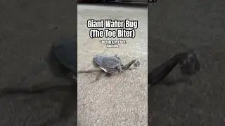 Massive Water Bug (The Toe Biter) Lethocerus insulanus #insects #bug #aquaticinsects #waterbug