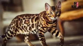 Everything You Need to Know About Bengal Cats | Bengal Cattery Price | Character, Temperament