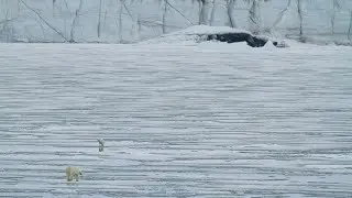 Polar Bears International &mdash; About Us
