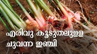 ഇരട്ടിയിലധികം വിളവ്&zwnj;, കൃഷി ചെയ്യാനും എളുപ്പം | Profitable Red Ginger Farming