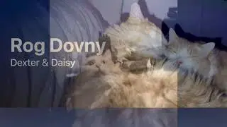😻 Dexter & Daisy Best Moments | Funny Cat Shorts Compilation (Part 1)