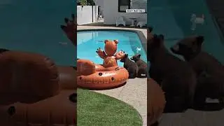 Osos disfrutan de un d&iacute;a de piscina en Monrovia