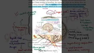 Human brain detailed explanation BIOLOGY CLASS 10 #2025_26 #biology #cbse #class10