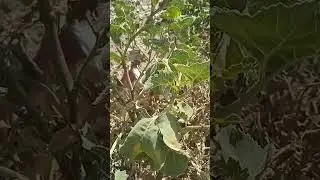 المشخص في البيطرة: نبات الشبيط و اسمه العلمي ***Xanthium strumarium*** ممكن أن يكون سامًا للضأن