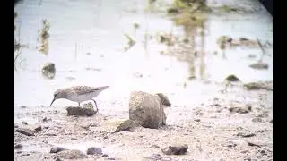 White-rumped Sandpiper w/ Least Sandpiper May 20, 2022