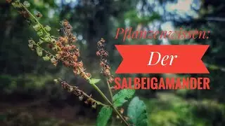 Pflanzenwissen Kompakt: Salbeigamander