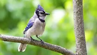 Blue Jay: Sound Effect