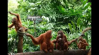 Feb 2020 Orangutans at Singapore Zoo