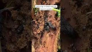 Lasius sp. in their natural nest in woods! #ant #antnest #antkeeping #nature #naturelovers