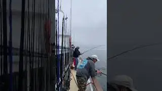 Full on White Seabass bite with Aloha Sportfishing #tackleexpress #fishingvideos #fishing