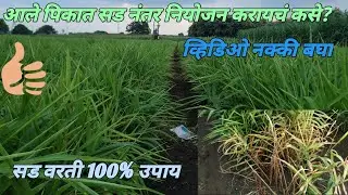 आले पिकात सड नंतर चे नियोजन करायचं कसे ?आणि सड वरती उपाय व्हिडिओ नक्की बघा Ginger