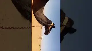🐪 ऊँट + Bhojpuri गाना = मज़ा ही आ गया 😍 | Vote Now