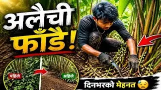 आज दिउँसोको काम अलैची फडाइ 👈😱💯🇳🇵🌏🔔👍🙏#youtubelongvideo #villagejob#Nepali youtube.com