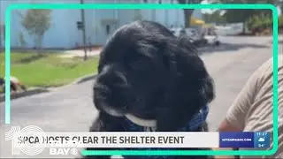 SPCA Tampa Bay hosts free adoption event on International Dog Day
