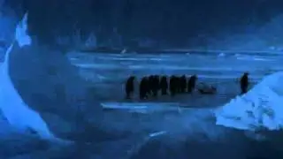 Penguin falls down