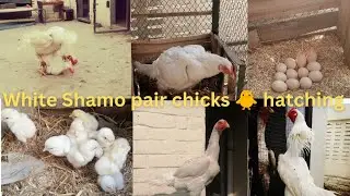 White Shamo hen harvesting eggs to chicks -10 Chicks hatched out of 12eggs