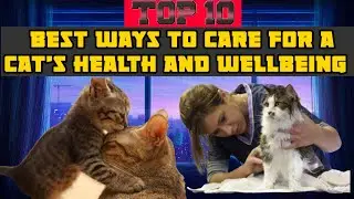 Top 10 Best Ways to Care for a Cat's Health and Wellbeing