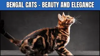 Bengal Cats: The Wildest Domestic Cats