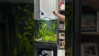 Feeding the 60 Gallon Cube Aquarium