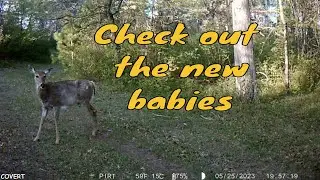 Trail Camera Vlog 83 Mama and 3 little bears