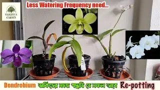 Dendrobium orchid repotting - অর্কিডের সহজ রোপণ - less watering potting method #flowers #orchid
