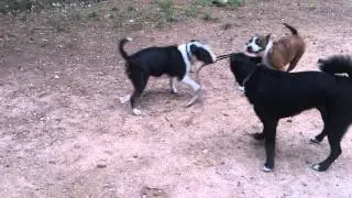 Amstaff and Bull Terrier play