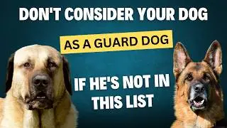 Top 20 Guard Dogs: The Ultimate Protectors!
