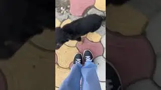 #home#dogs #spreadlovenothate #farfromhome #youtubeshorts