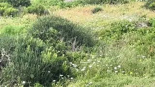 South Africa - Wild flowers Tieties baai