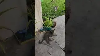 To Save Cats!