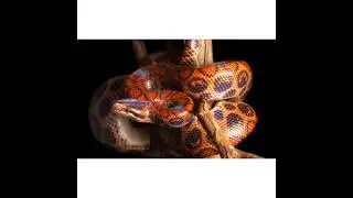 🔴Brazilian rainbow boa||terrific facts