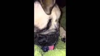 Pug eating a blueberry...and failing
