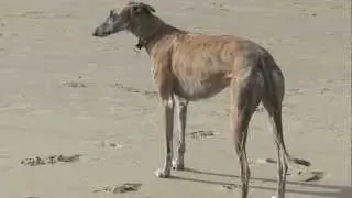 Spanish greyhound racing at the beach (Bergen aan Zee)