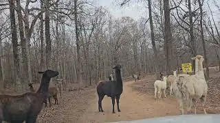 Lazy 5 Ranch 2024