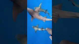 #underwater #shorts  #freediving #apnea #art #dance #freedivingart #фридайвинг #sharks